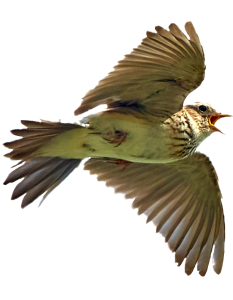 120318aa031_looke.png