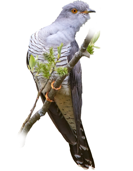 kagu_web.png