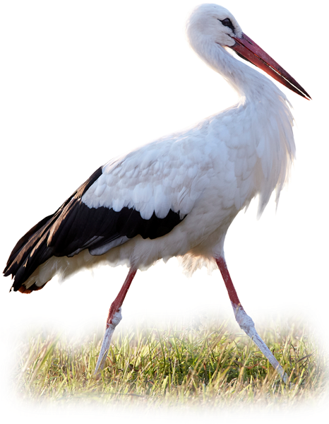 toonekurg_web.png
